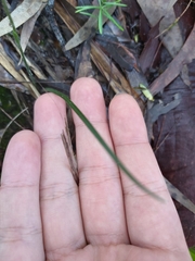 Caladenia picta