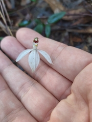 Caladenia picta