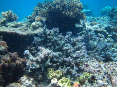 Acropora longicyathus