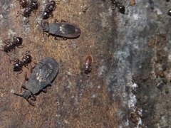 Biphyllidae