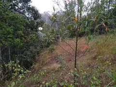 Hibiscus heterophyllus