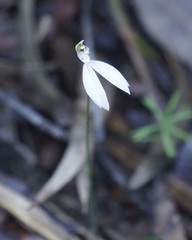 Caladenia picta