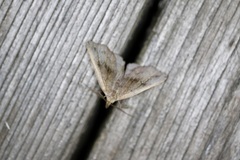 Phalaenostola eumelusalis