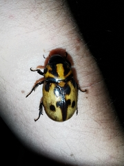 Cyclocephala deceptor