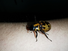 Cyclocephala deceptor