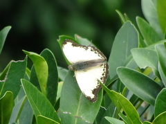 Cymothoe coranus coranus