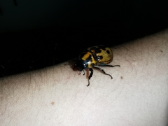 Cyclocephala deceptor