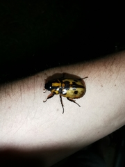 Cyclocephala deceptor