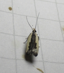 Dichomeris setosella