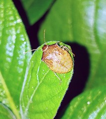 Dendrocoris