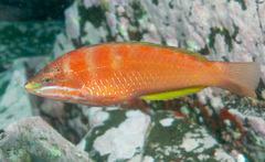 Pseudolabrus luculentus