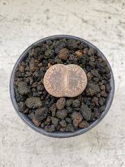 Lithops