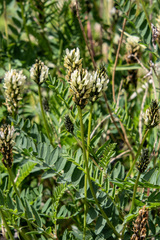 Astragalus inopinatus