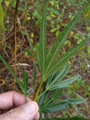 Hibiscus heterophyllus