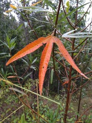 Hibiscus heterophyllus