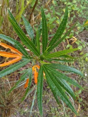 Hibiscus heterophyllus