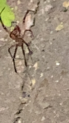 Latrodectus geometricus