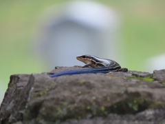 Plestiodon laticeps