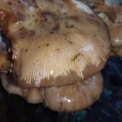 Armillaria mexicana