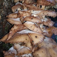 Armillaria mexicana