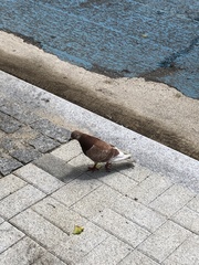 Columba livia domestica