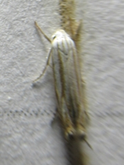 Polyhymno luteostrigella