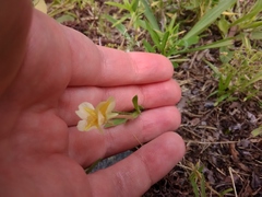 Oenothera pubescens