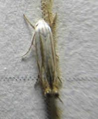 Polyhymno luteostrigella