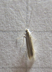 Polyhymno luteostrigella