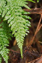 Pteris epaleata