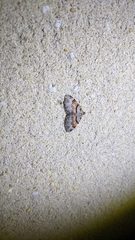 Xanthorhoe labradorensis