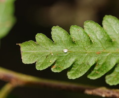 Pteris epaleata