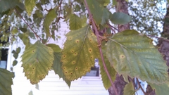 Cryptocline betularum