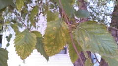 Cryptocline betularum