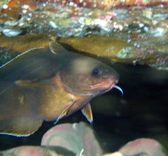 Lotella rhacina