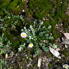Brachyscome multifida