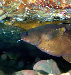 Lotella rhacina