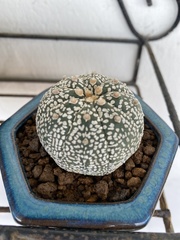 Astrophytum asterias