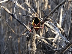 Apiomerus flaviventris