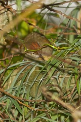 Cranioleuca hellmayri