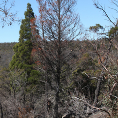 Callitris endlicheri