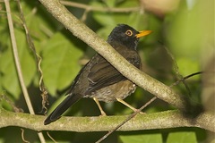 Turdus olivater