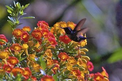 Chaetocercus astreans