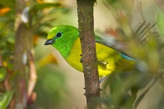 Chlorophonia cyanea