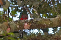 Pharomachrus fulgidus