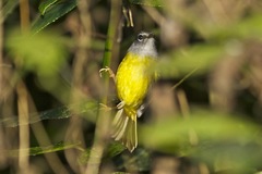 Myiothlypis conspicillata