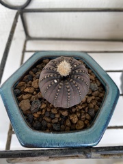 Frailea castanea