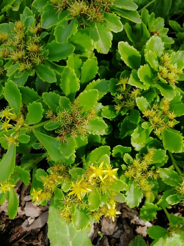 Phedimus sikokianus iNat (1)