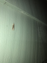 Donacaula aquilellus