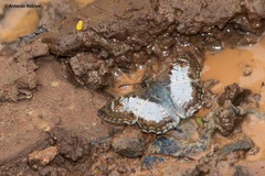 Antigonus emorsa